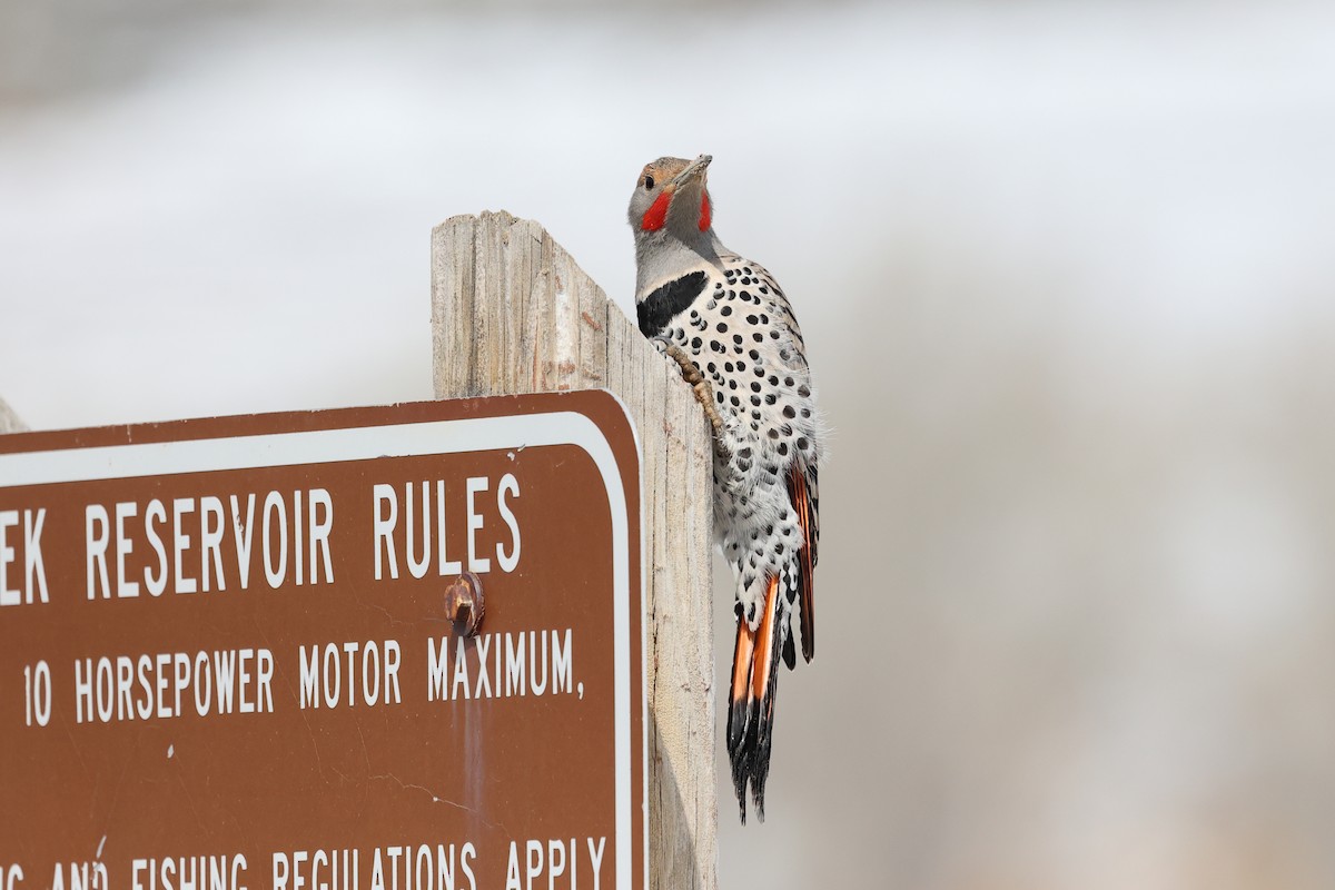 Northern Flicker - ML616889308