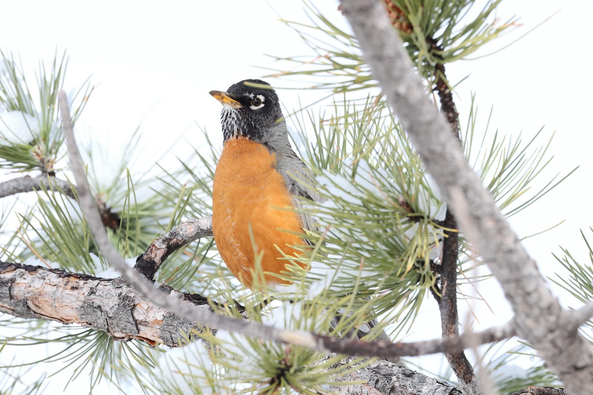 American Robin - ML616889313