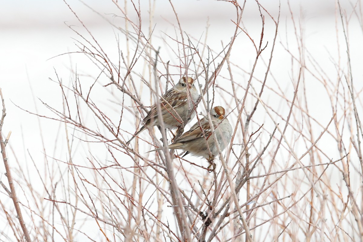 White-crowned Sparrow - ML616889316