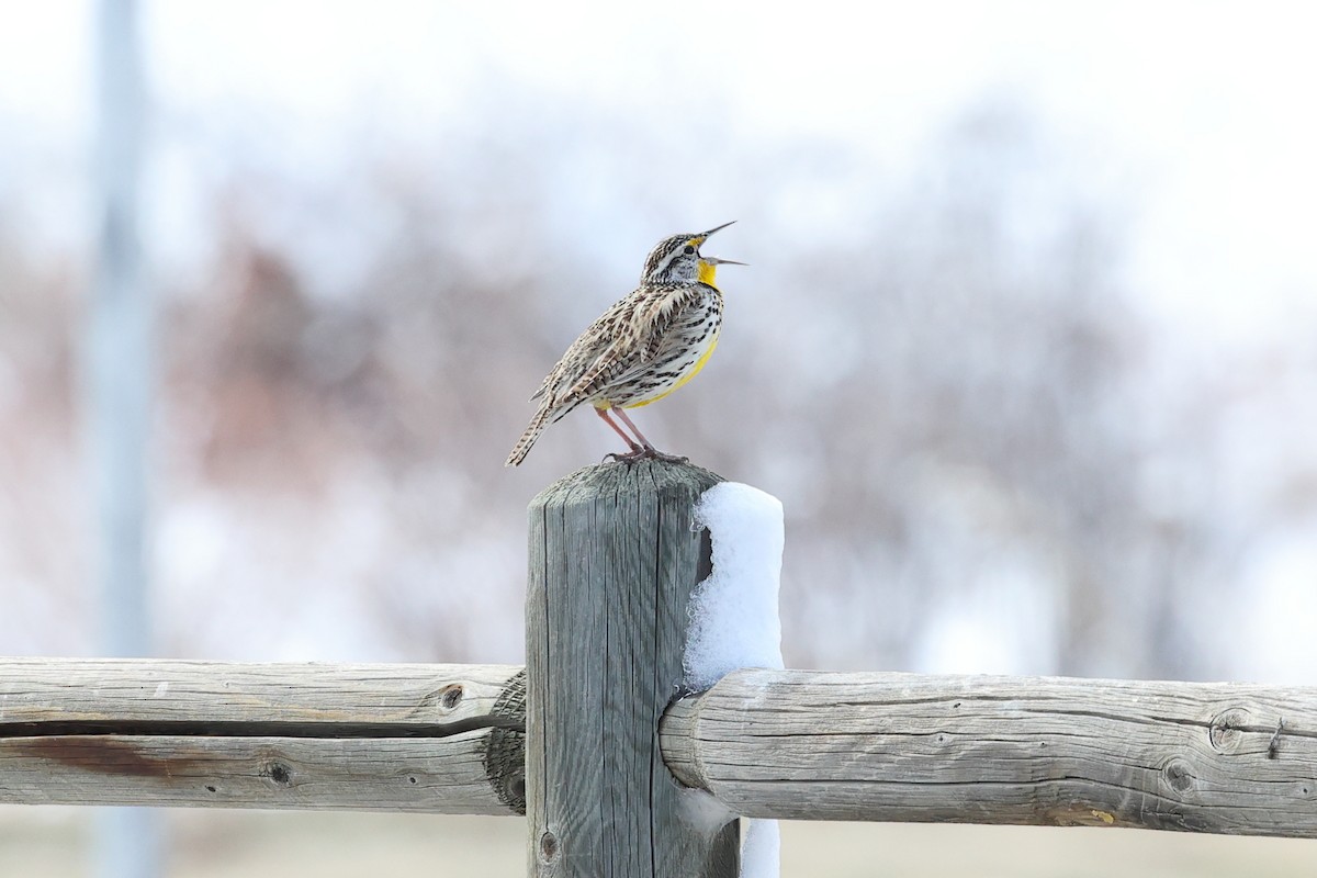 Western Meadowlark - ML616889326