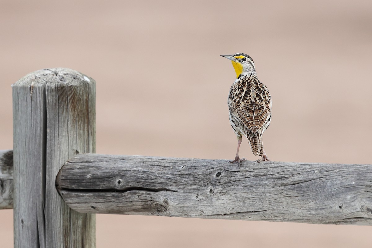 Western Meadowlark - ML616889328