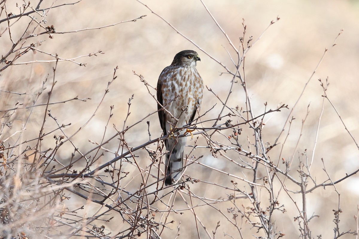 Sharp-shinned Hawk - ML616889356