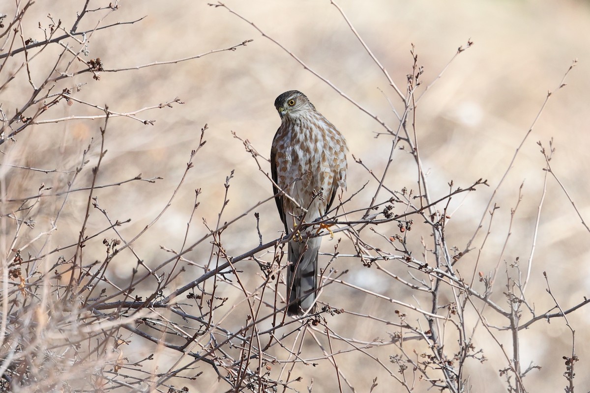 Sharp-shinned Hawk - ML616889358