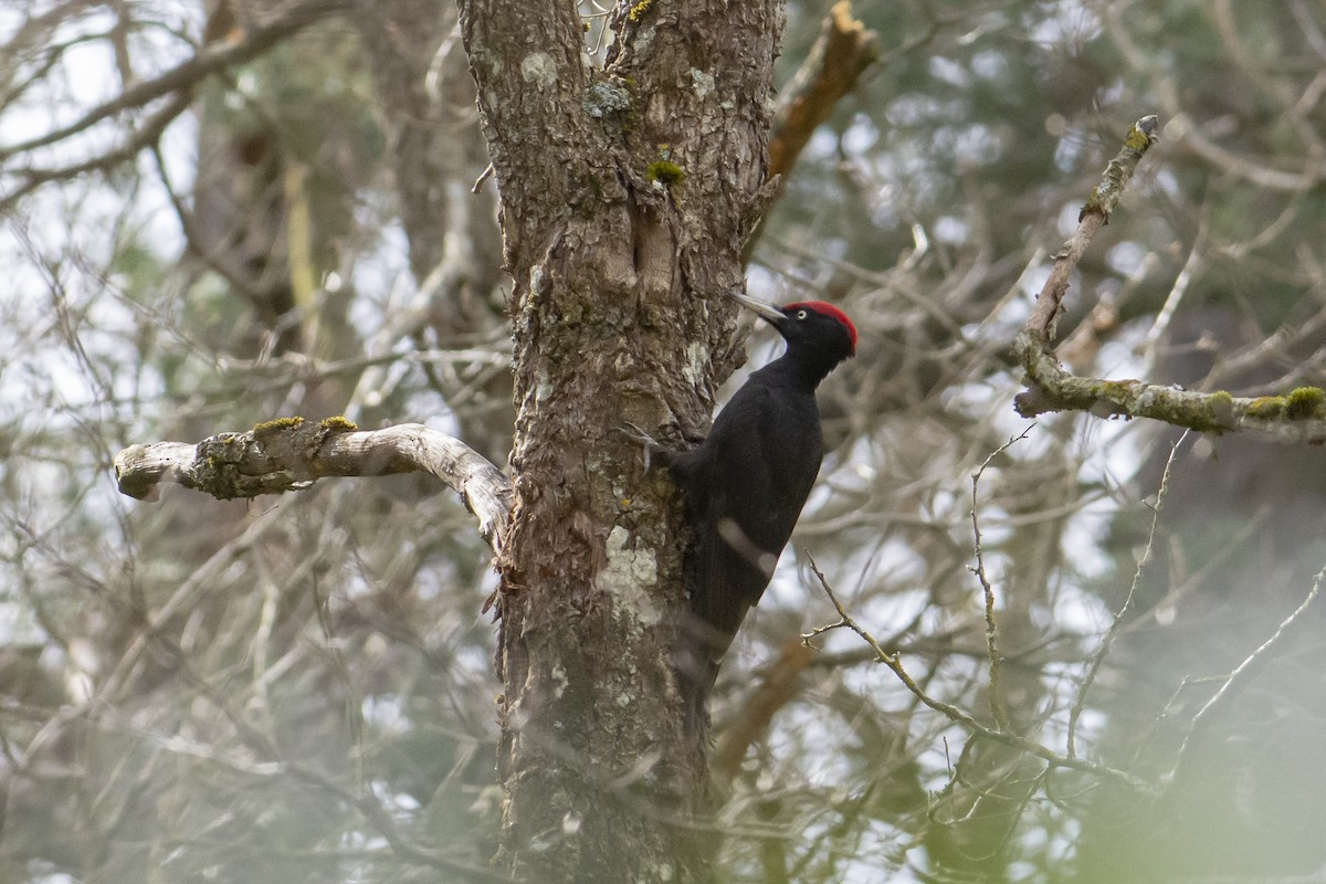 Black Woodpecker - ML616889481
