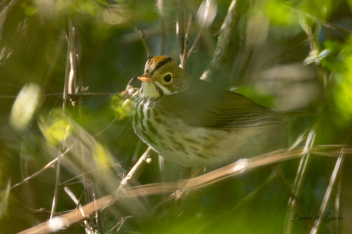 Ovenbird - ML616889493