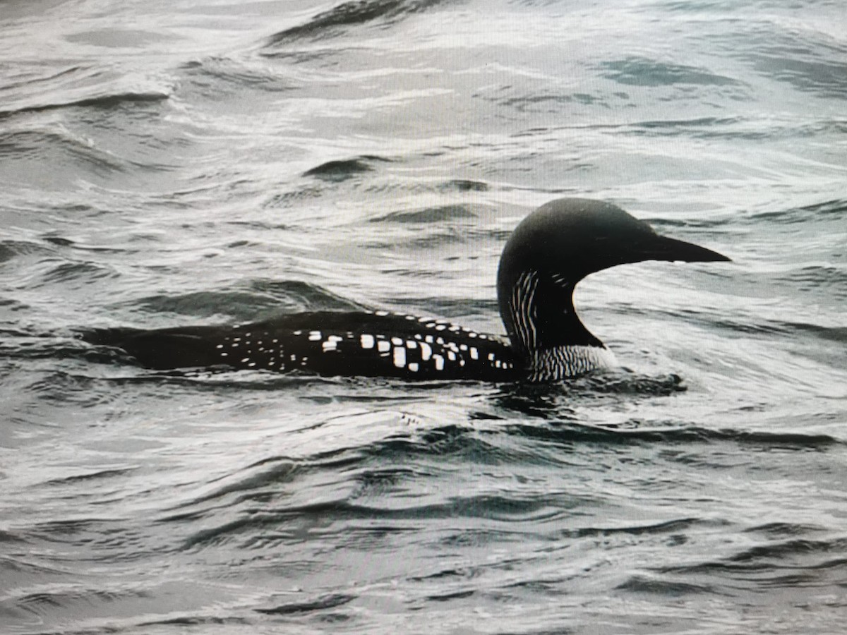 Arctic Loon - ML616889497