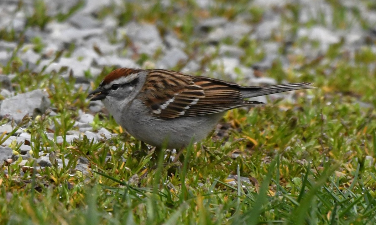 Chipping Sparrow - ML616889509