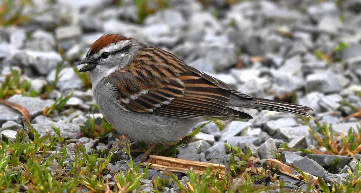 Chipping Sparrow - ML616889525