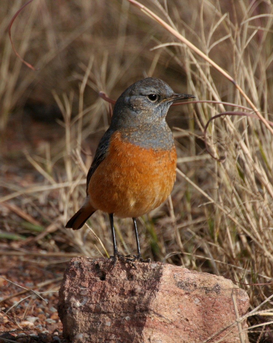 Sentinel Rock-Thrush - ML616889577