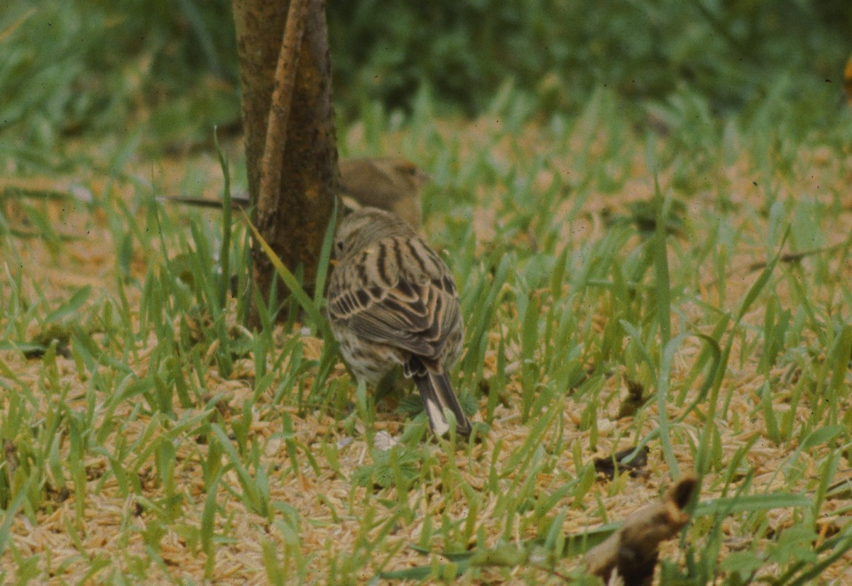 Pine Bunting - Keith Robson