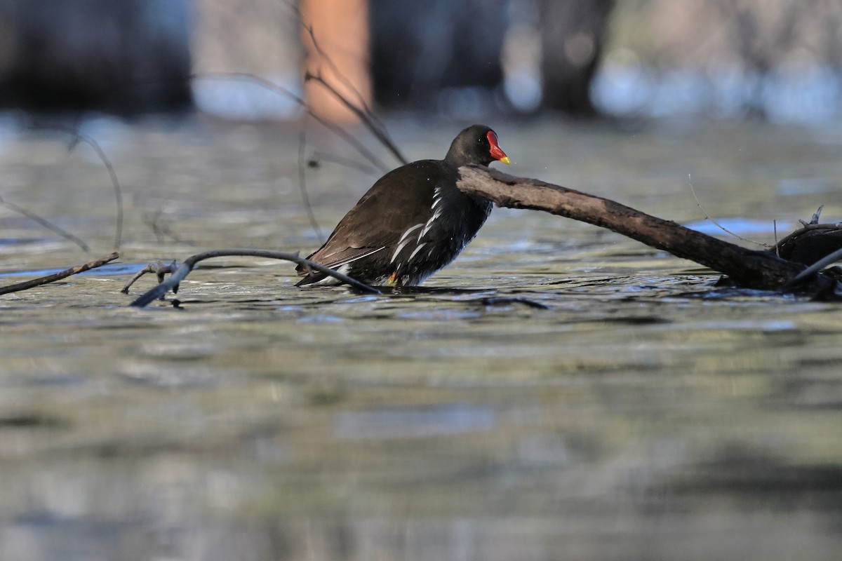 Gallinule poule-d'eau - ML616889637