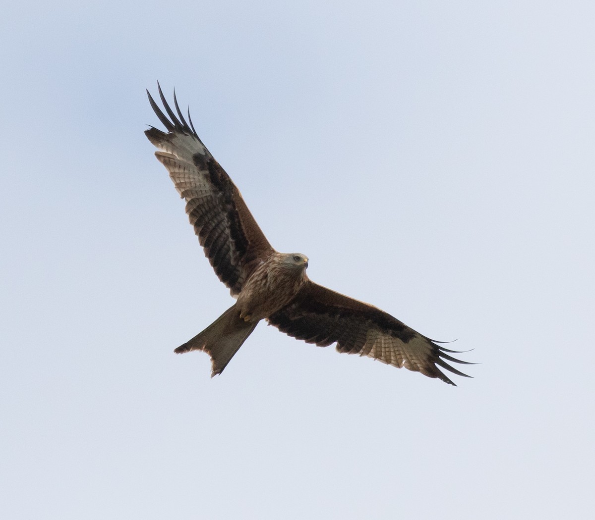 Red Kite - ML616889673