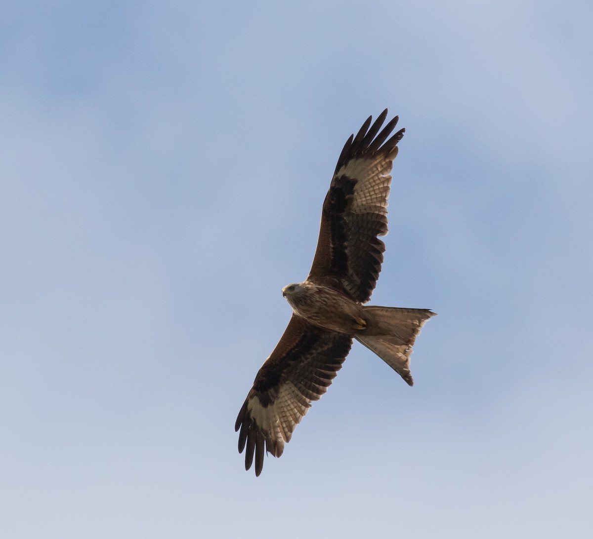 Red Kite - ML616889674