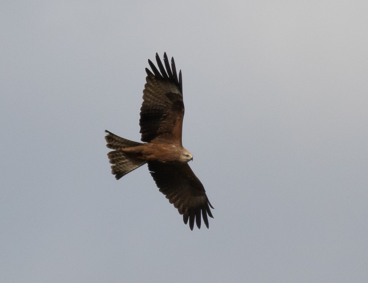 Black Kite - ML616889677