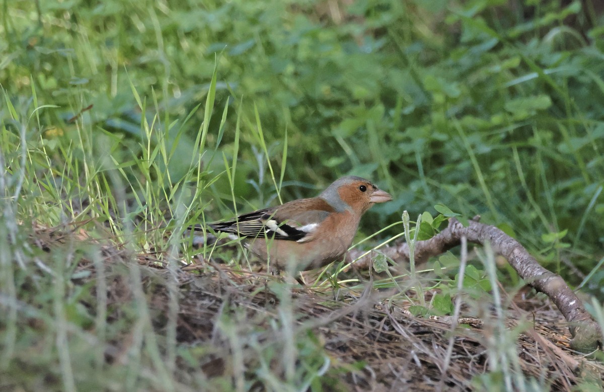 Common Chaffinch - ML616889679