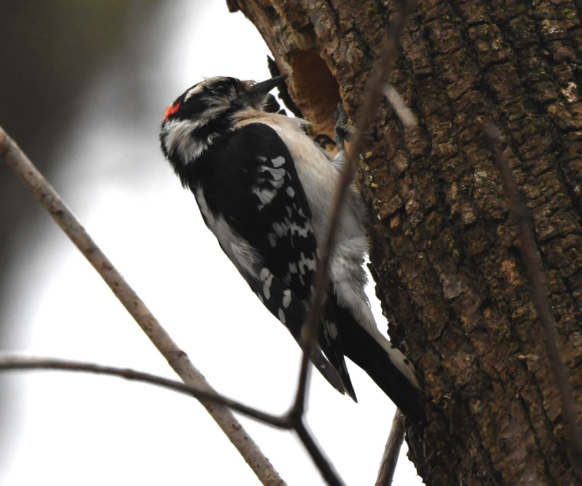 Downy Woodpecker - ML616889689