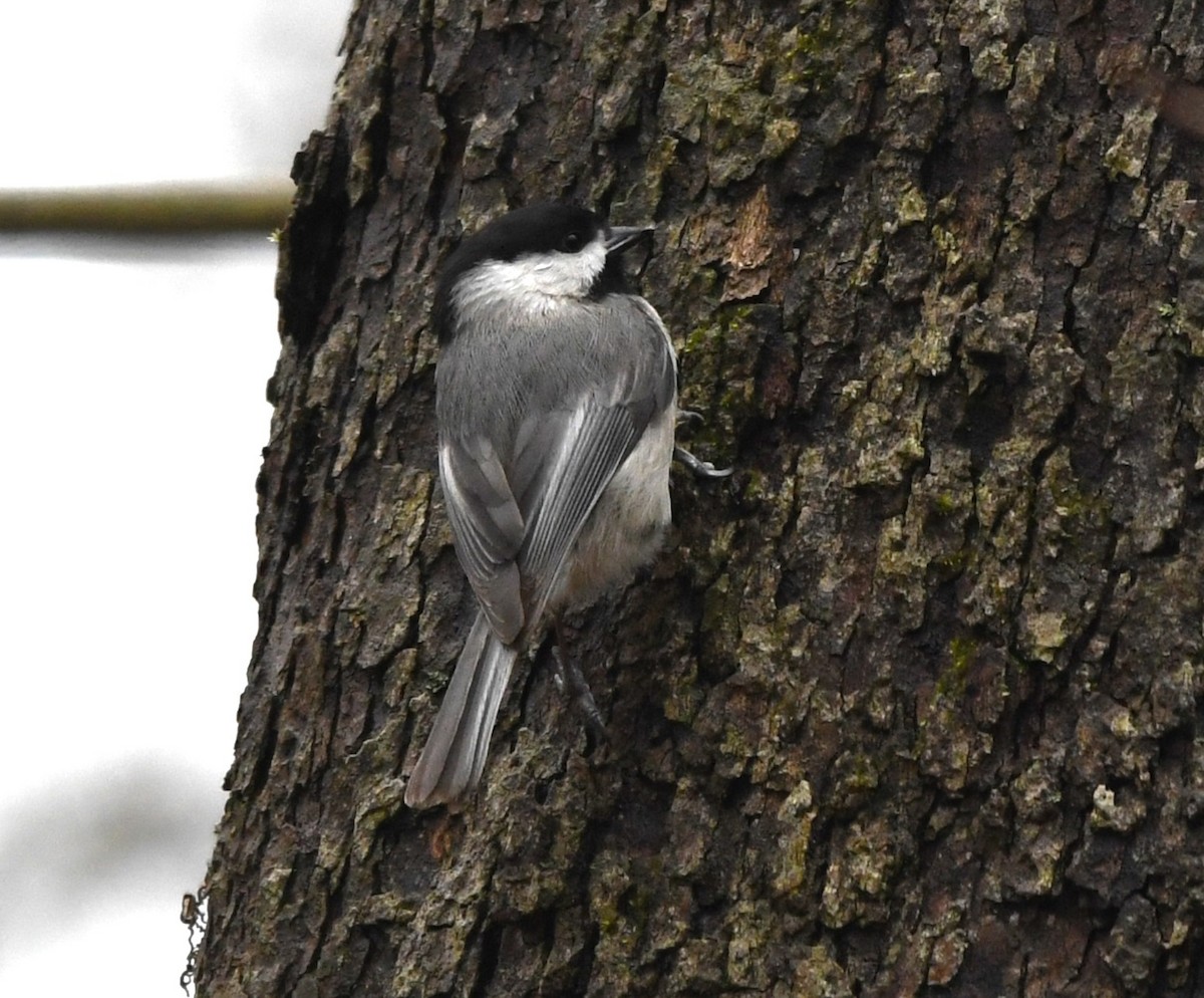 Carolina Chickadee - ML616889713