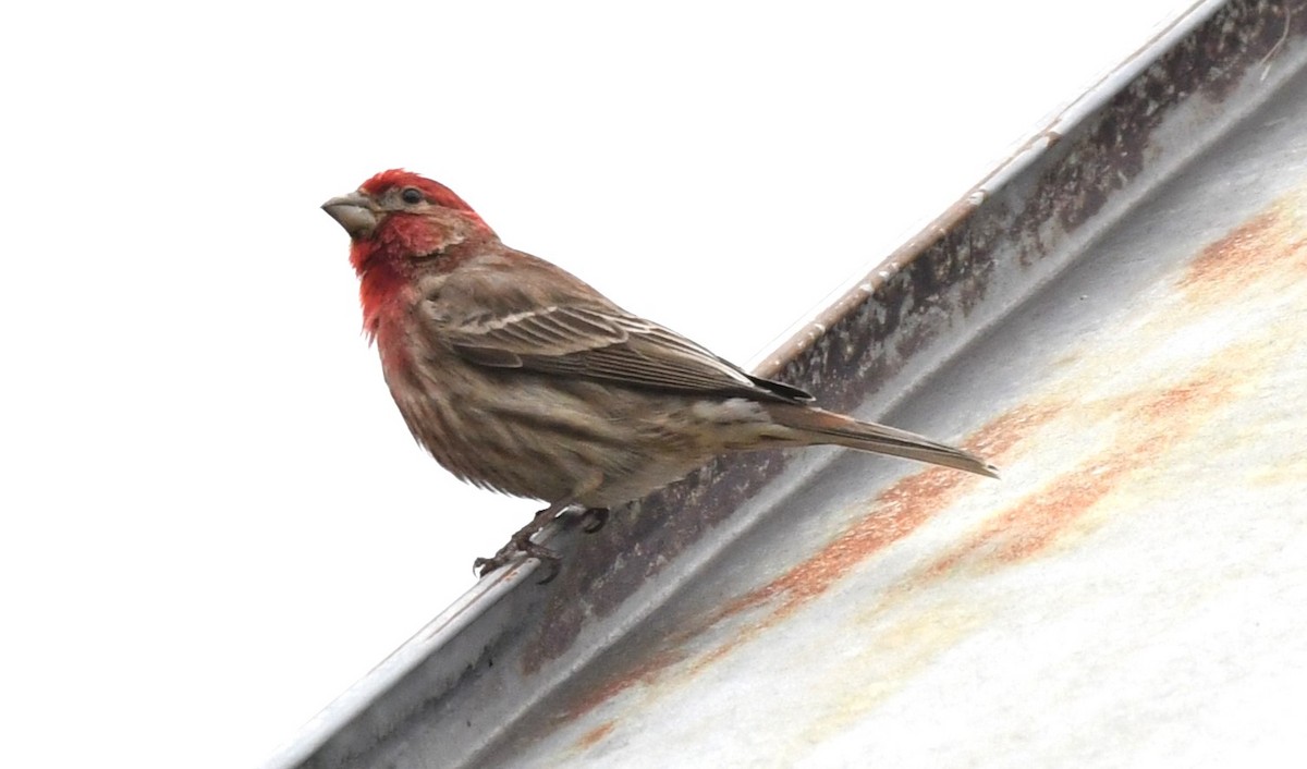 House Finch - David True