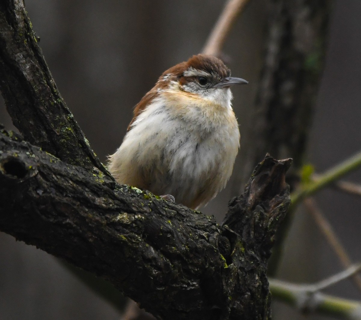 Carolina Wren - ML616889738