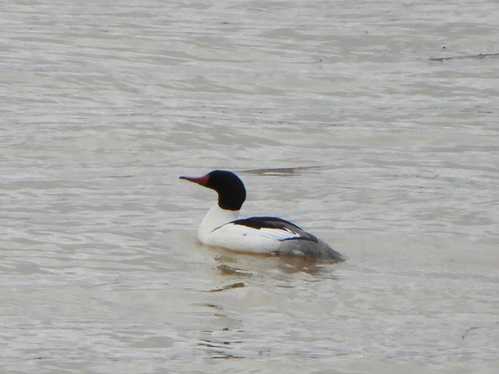 Common Merganser - ML616889743