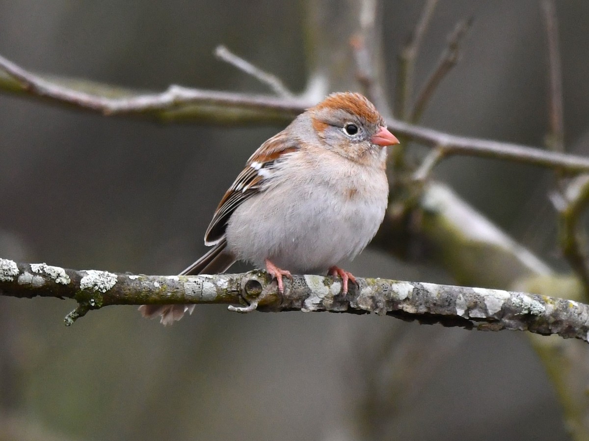 Field Sparrow - ML616889751