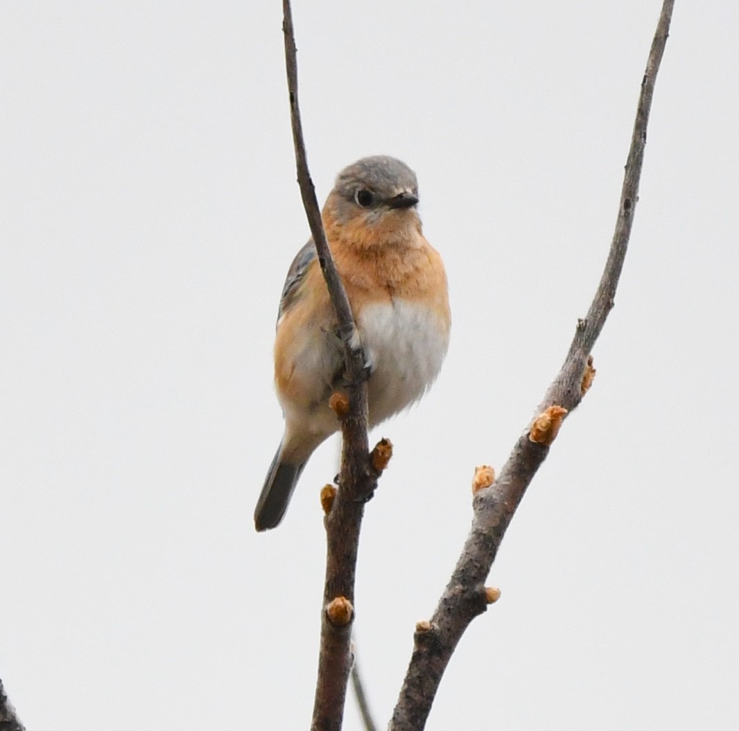 Eastern Bluebird - ML616889760