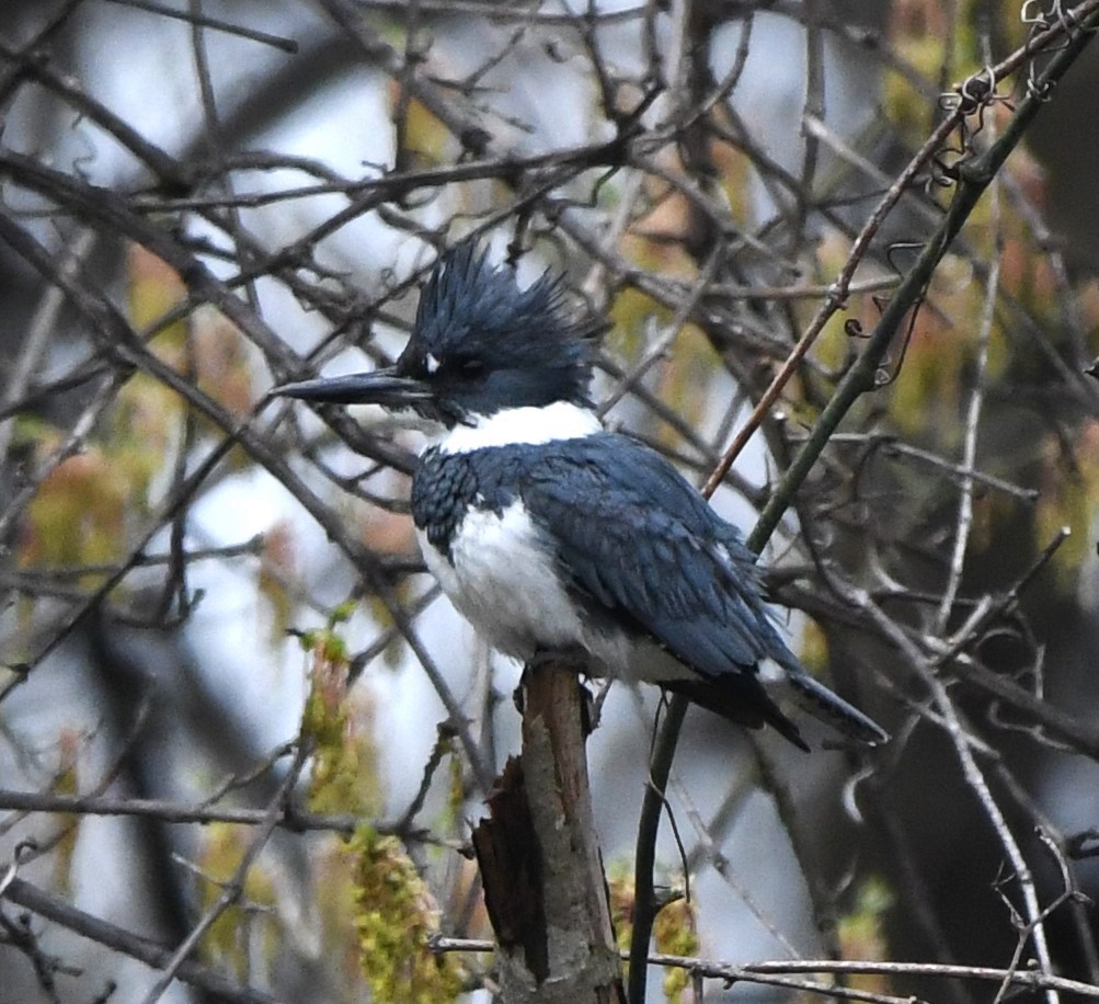 Belted Kingfisher - ML616889779