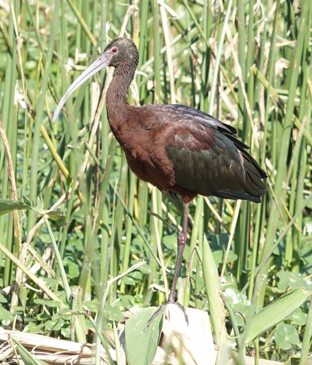 ibis americký - ML616889783