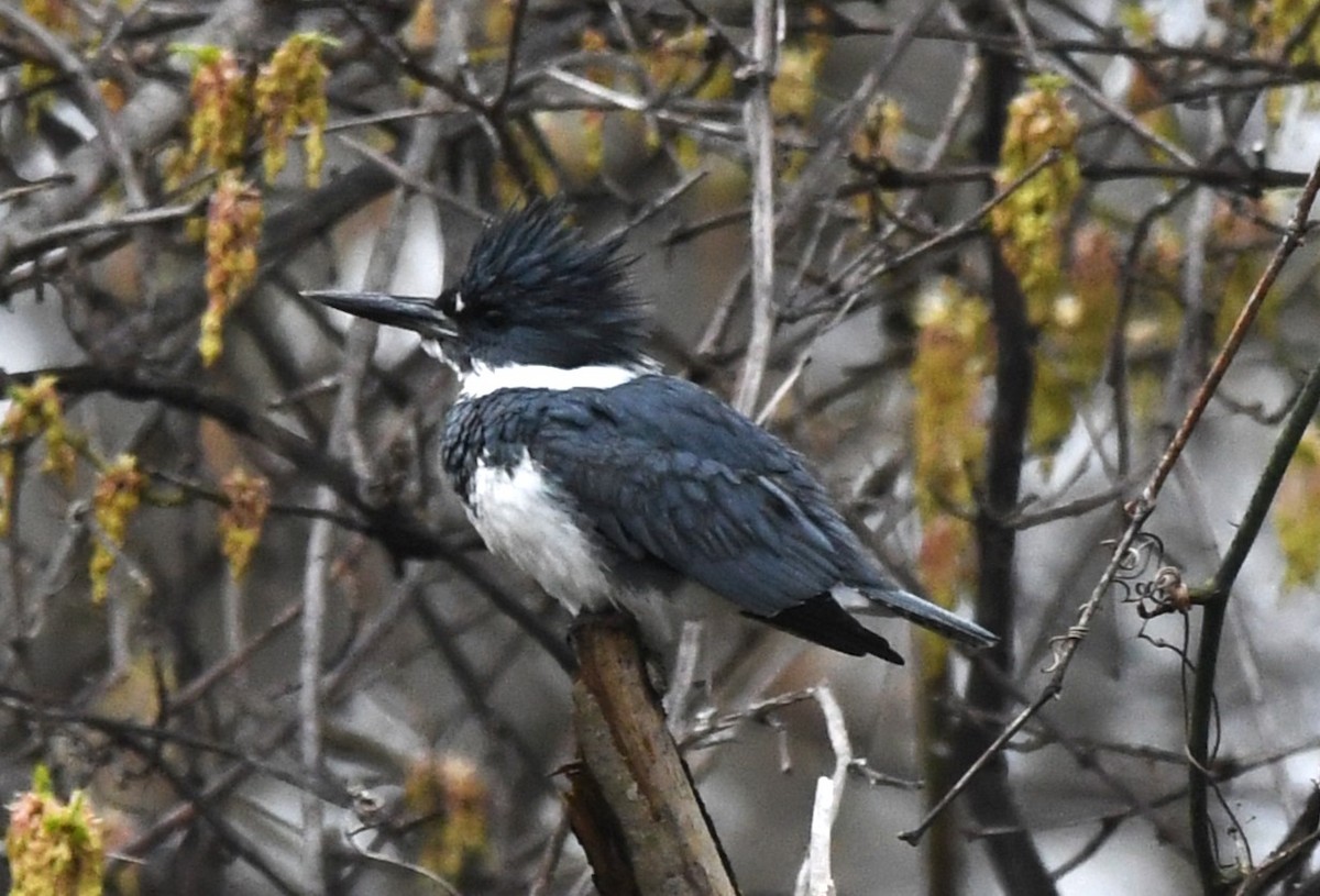 Belted Kingfisher - ML616889785