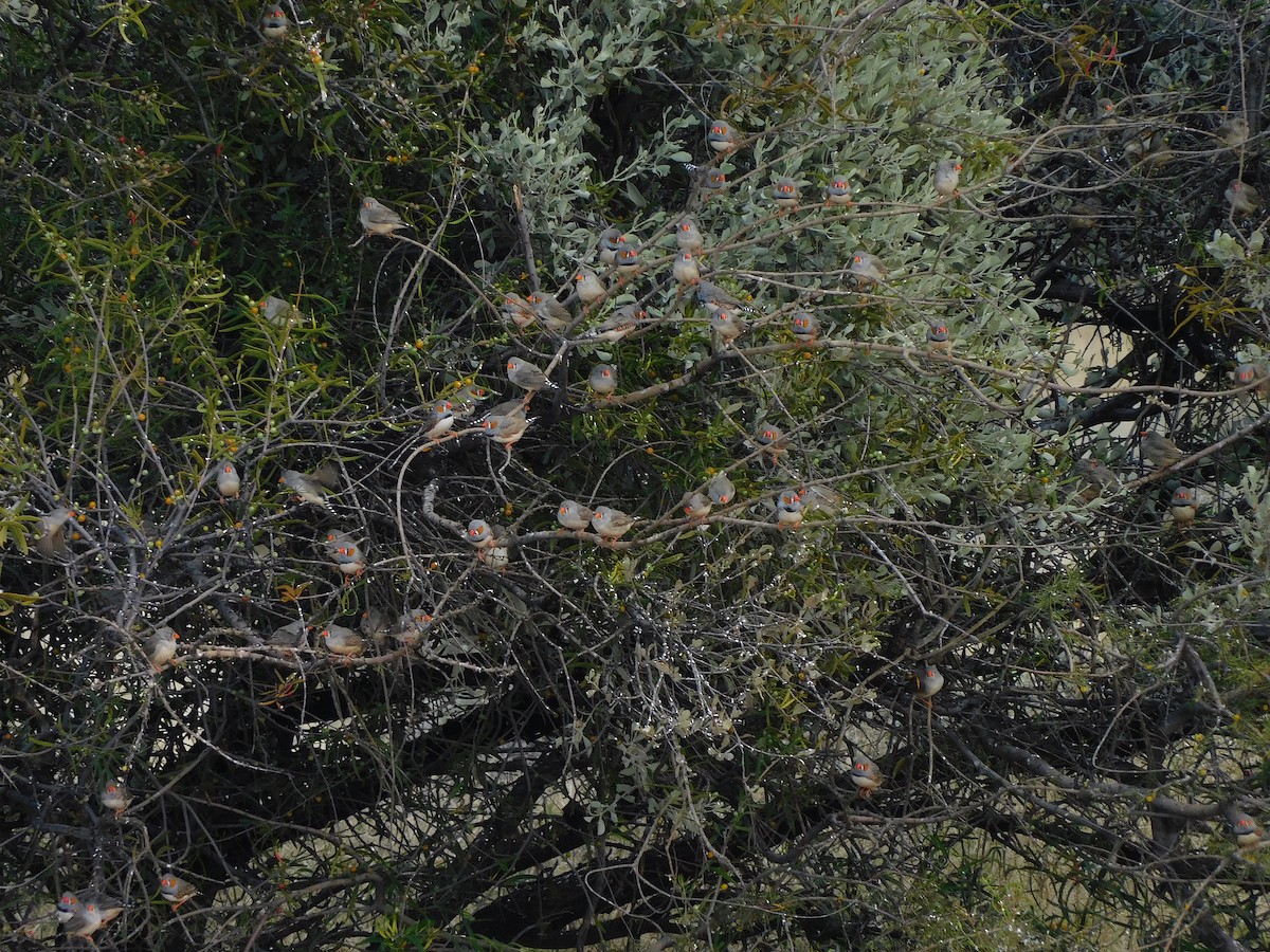 Zebra Finch - ML616889786