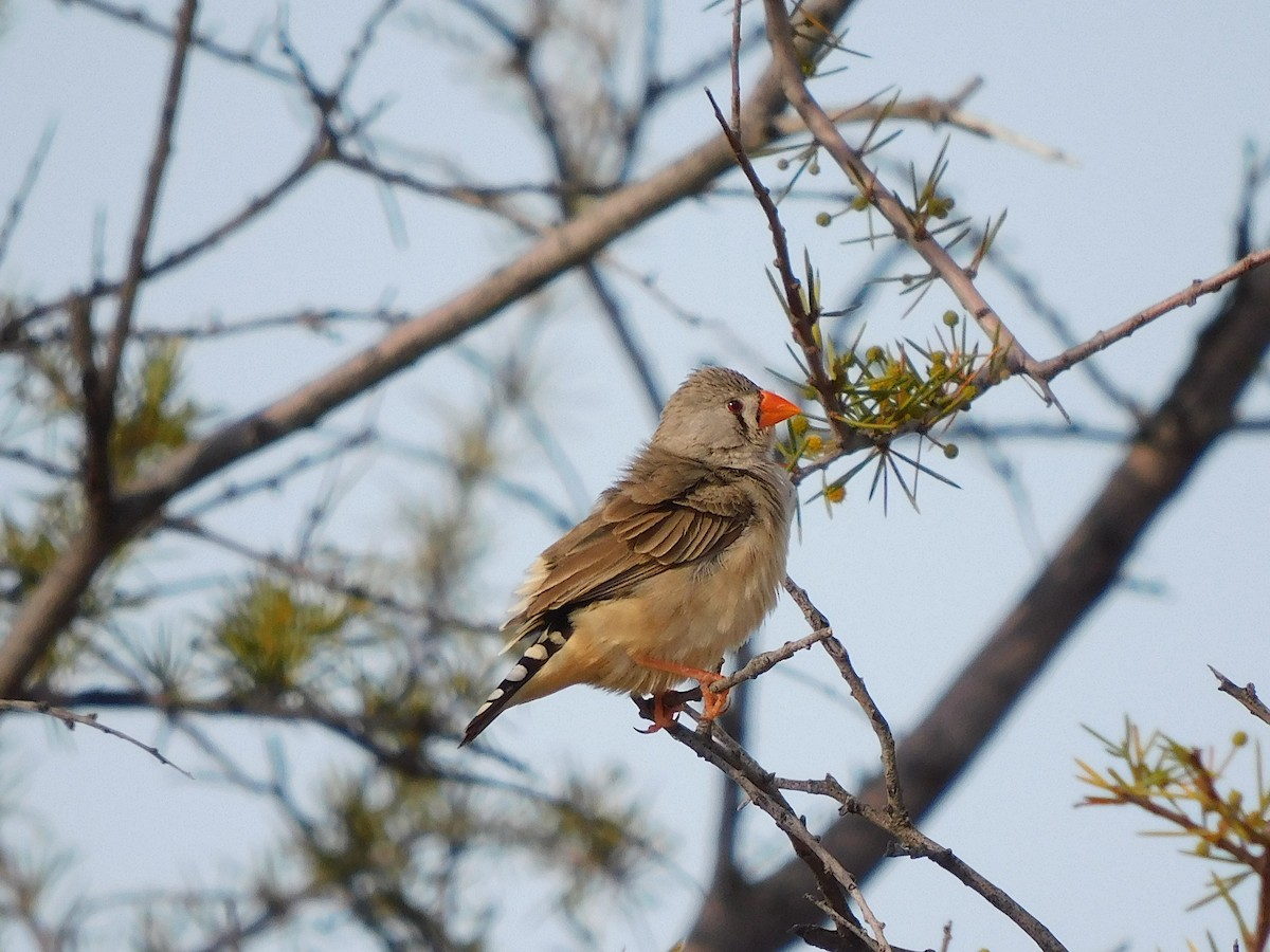 Zebra Finch - ML616889788