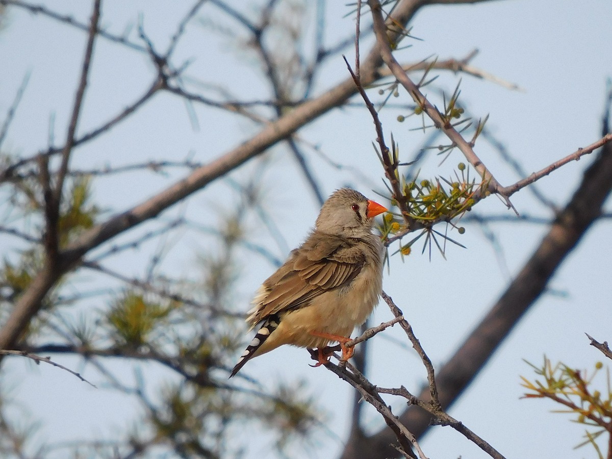 Zebra Finch - ML616889789