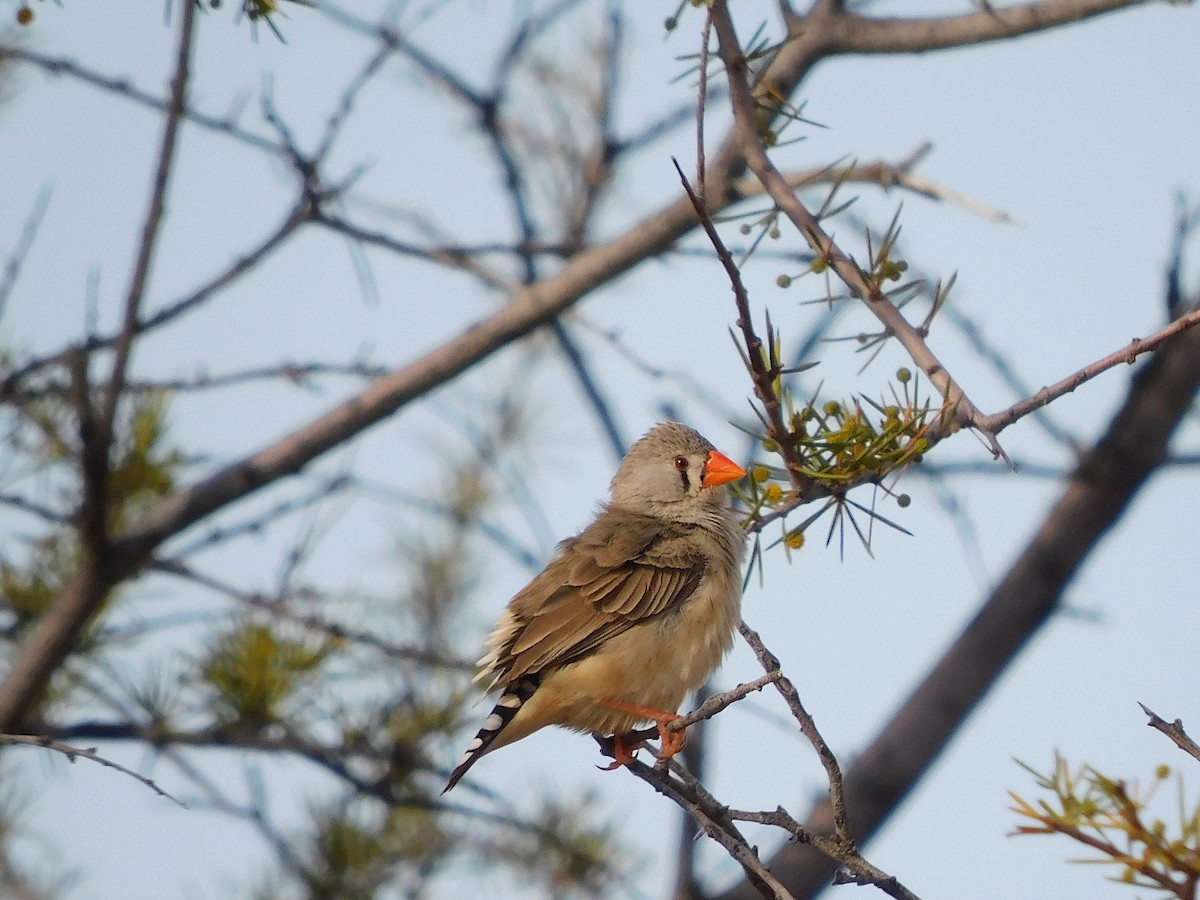 Zebra Finch - ML616889790