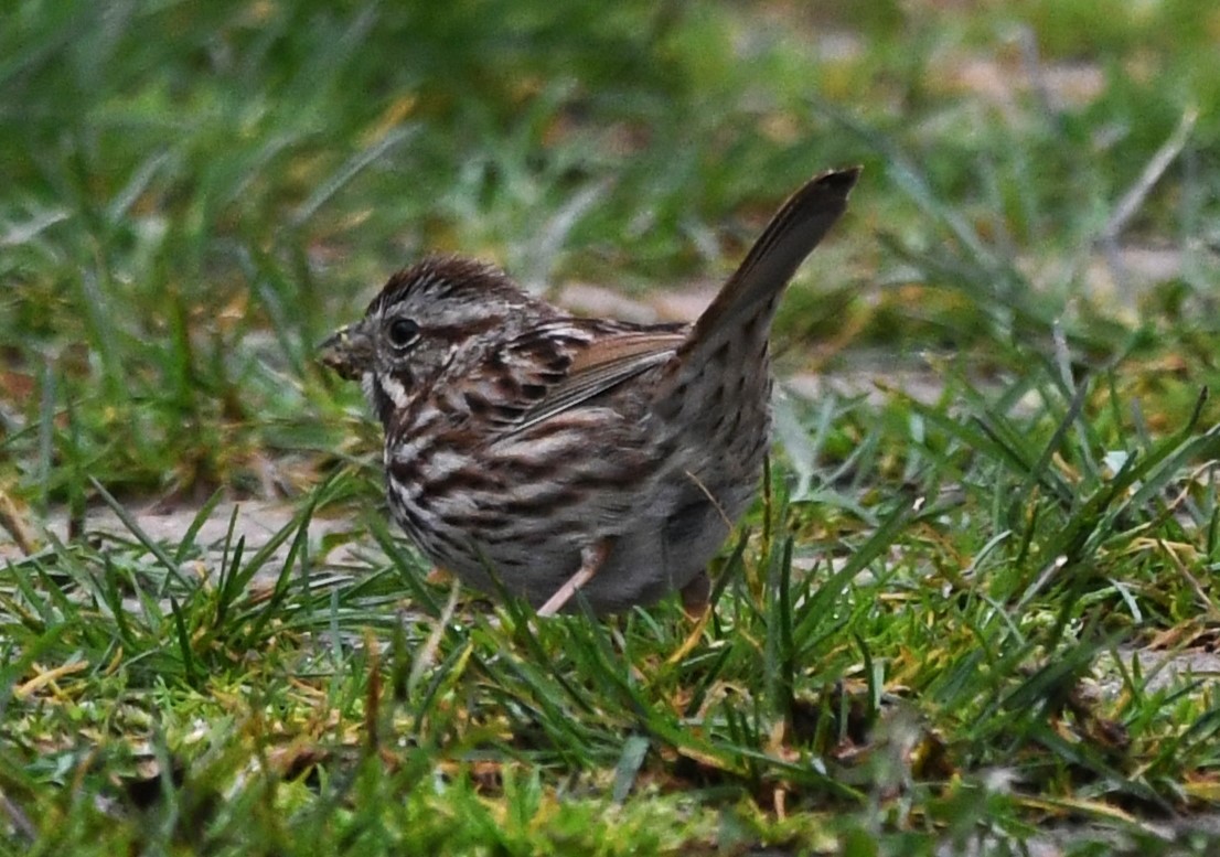 Song Sparrow - ML616889796