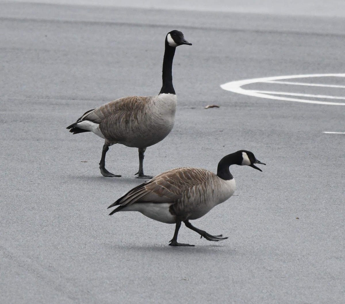 Canada Goose - ML616889801