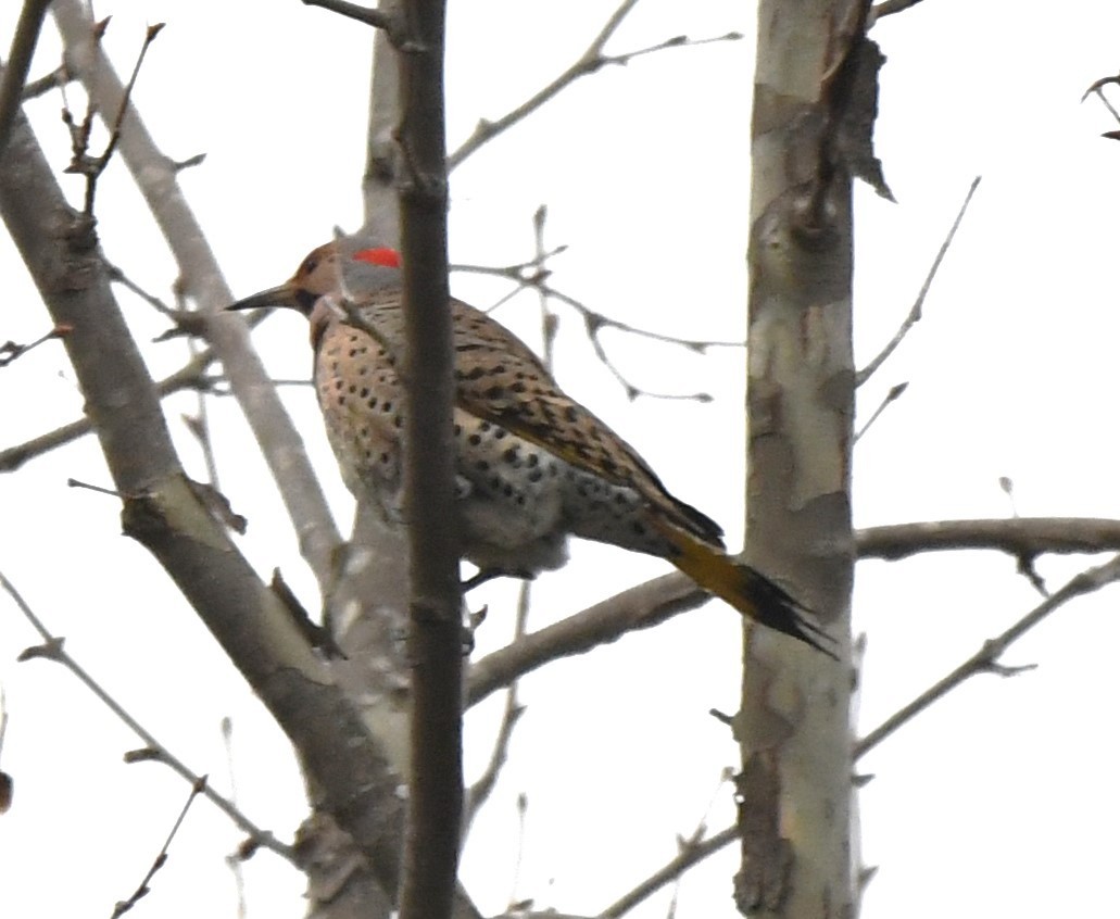 Northern Flicker - ML616889803