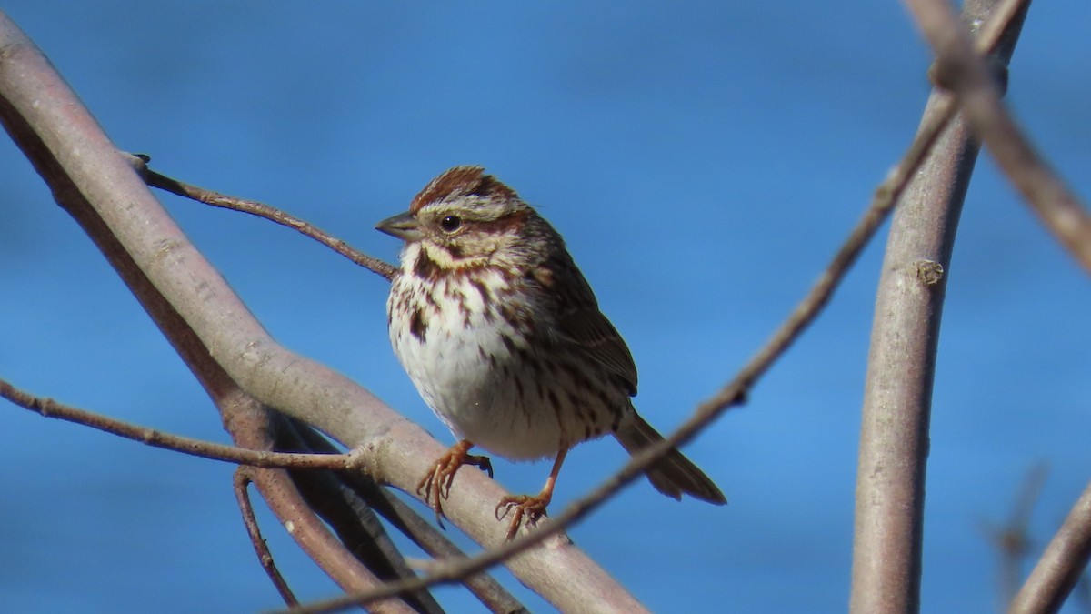 Song Sparrow - ML616889804