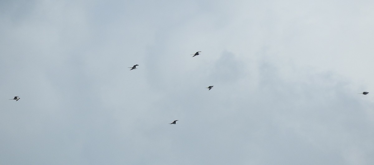 Magnificent Frigatebird - ML61688981