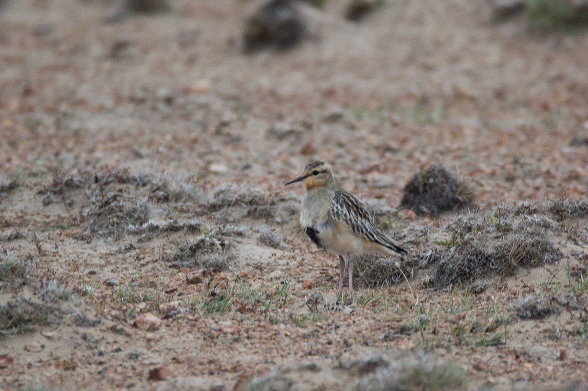 Tawny-throated Dotterel - Maria Fernanda Gauna