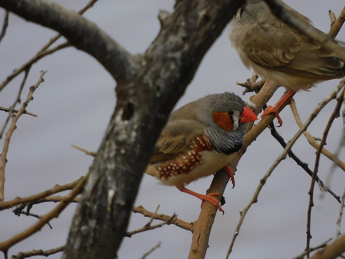 Zebra Finch - ML616889832