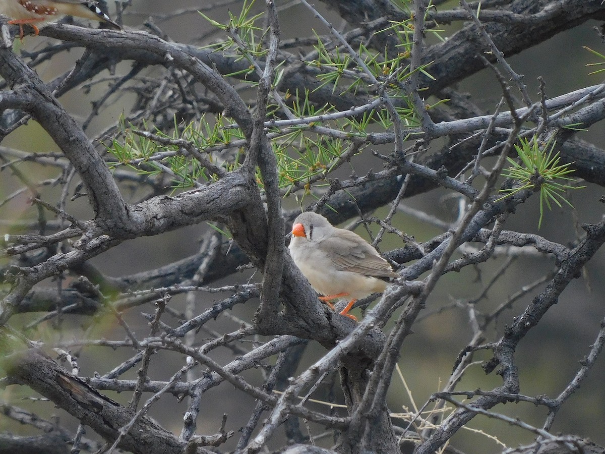 Zebra Finch - ML616889833