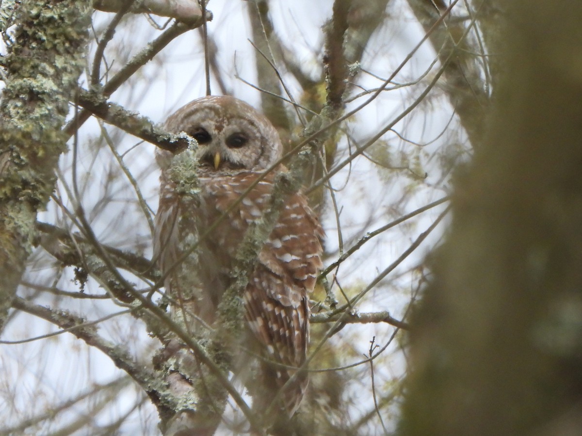 Barred Owl - Leroy E. Yoder