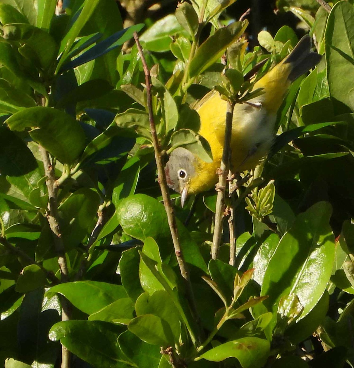 Nashville Warbler - Randy Frederick