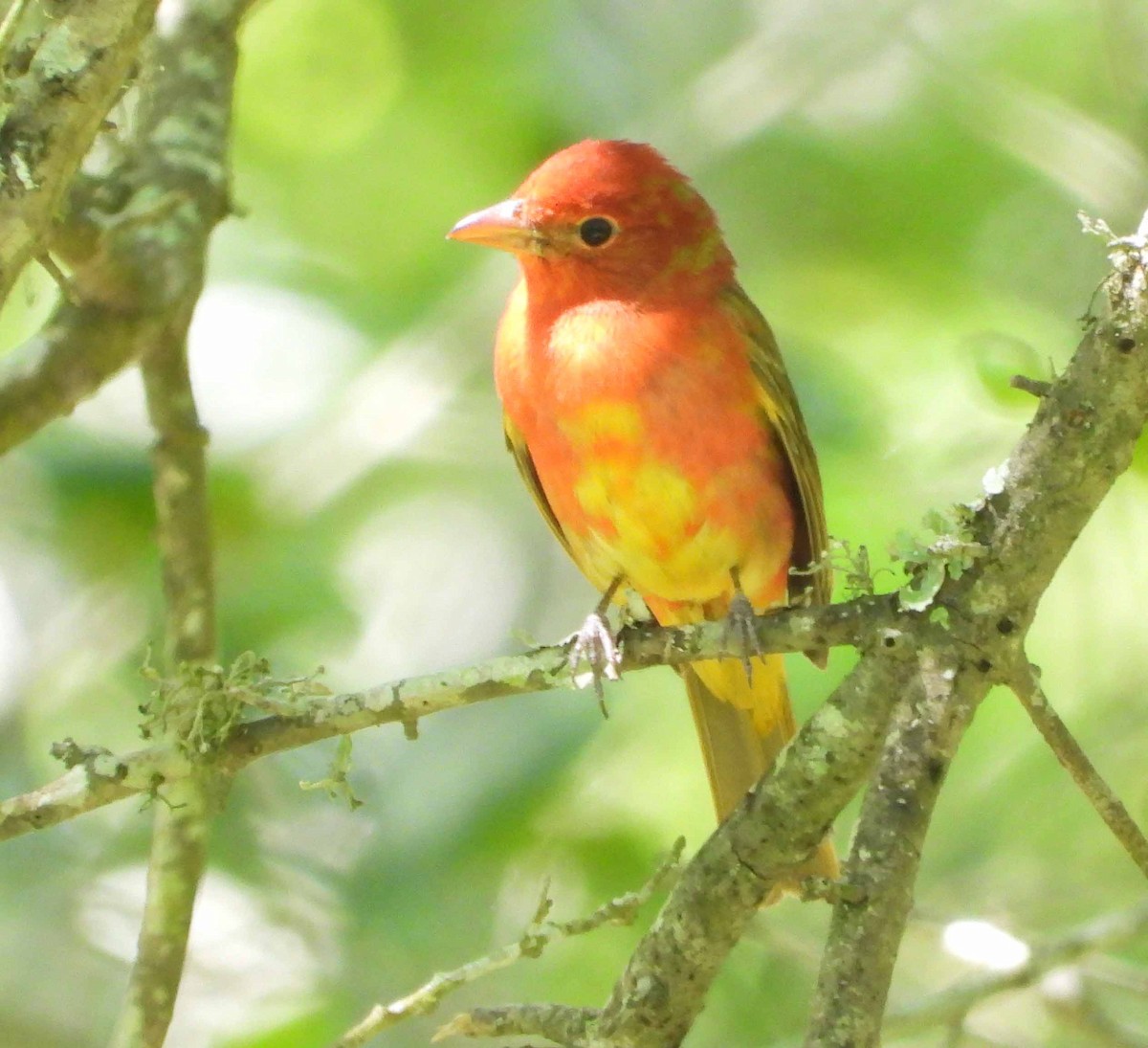 Summer Tanager - Randy Frederick