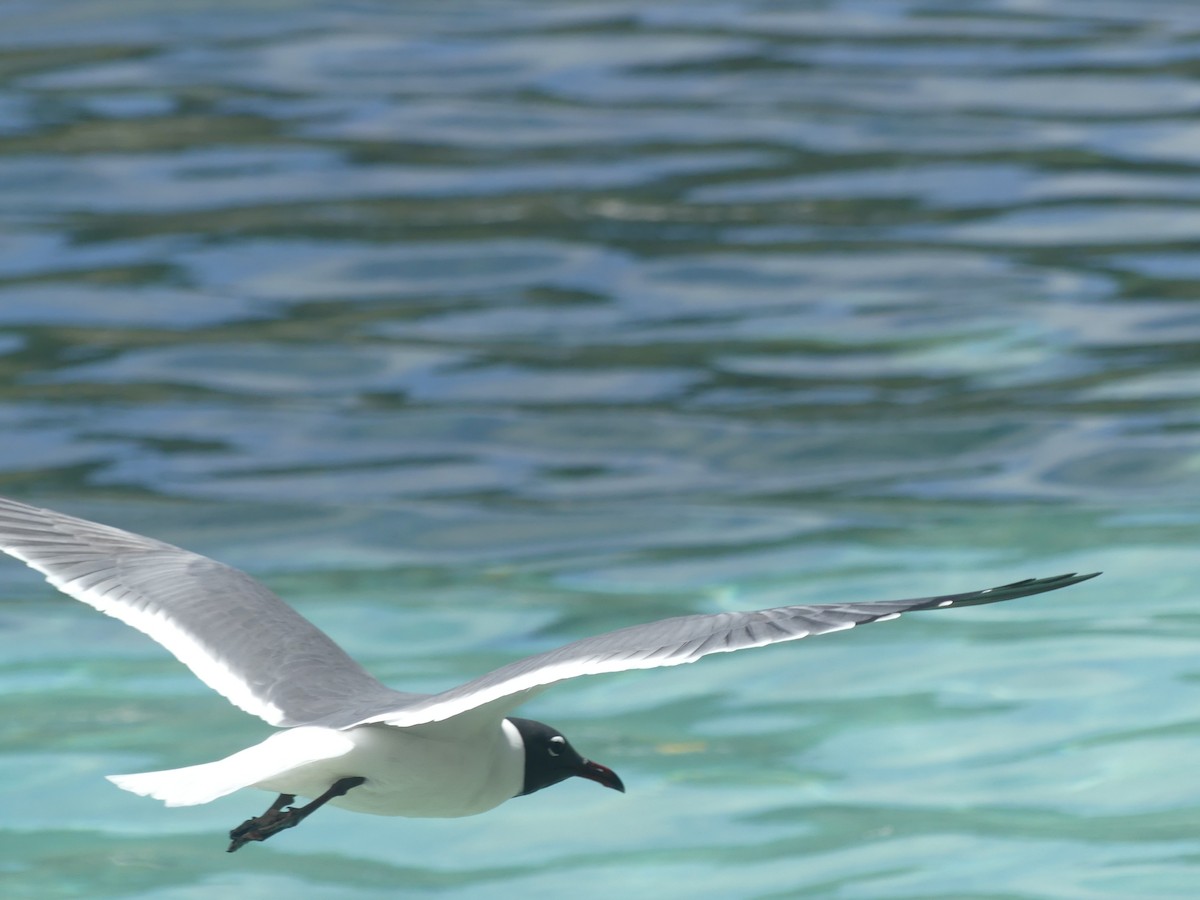 Mouette atricille - ML616889885