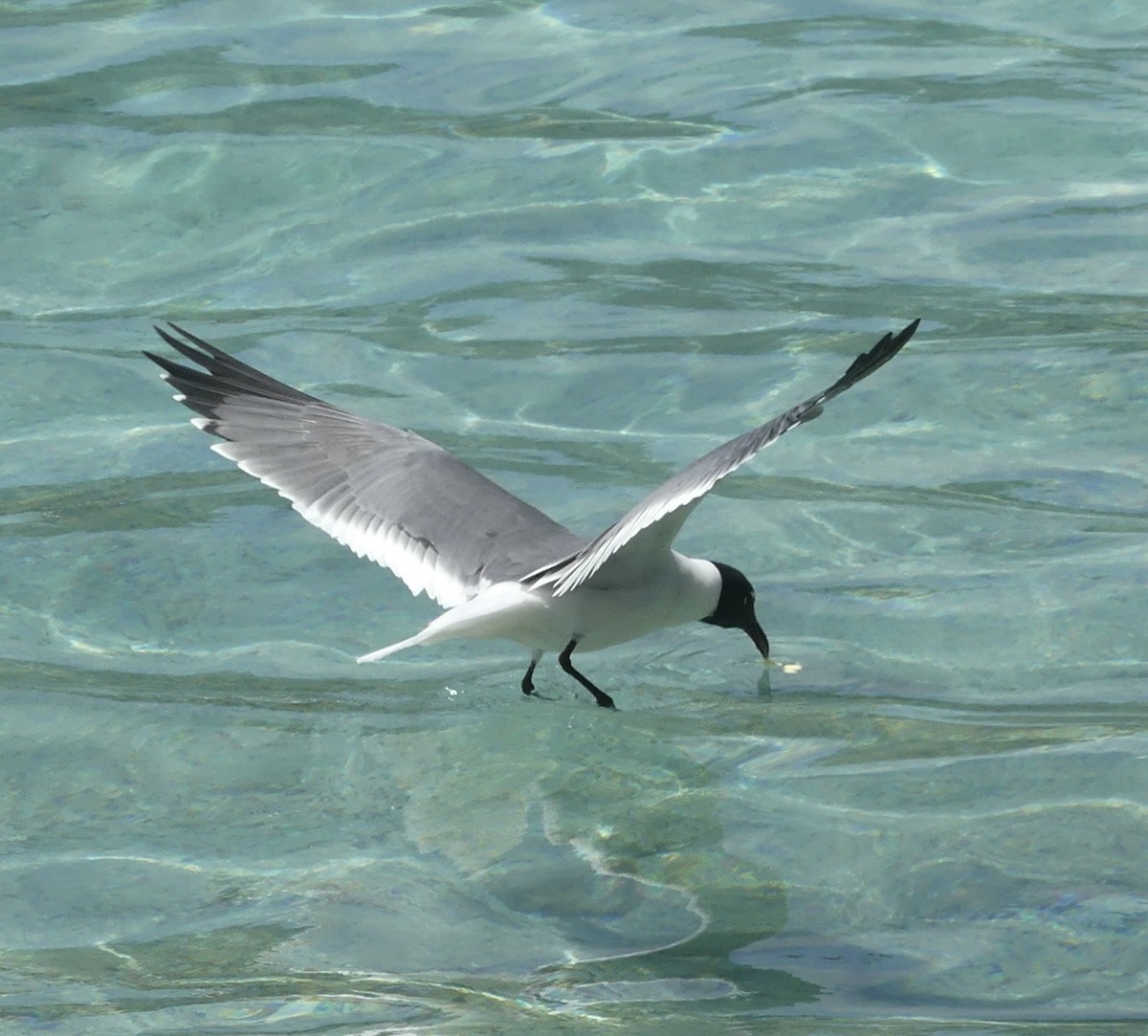 Laughing Gull - ML616889886