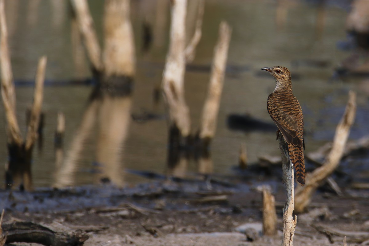 Plaintive Cuckoo - Jens Toettrup