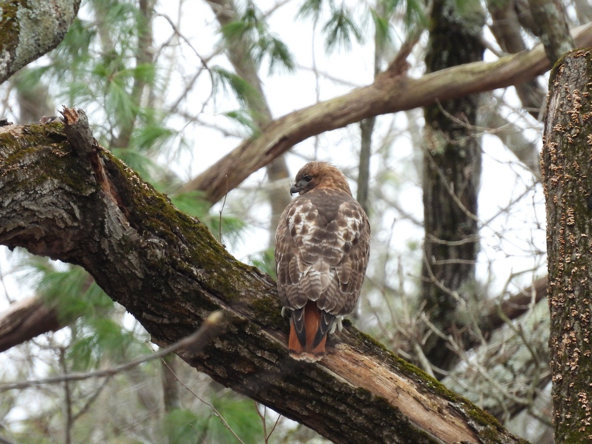 Red-tailed Hawk - ML616889898