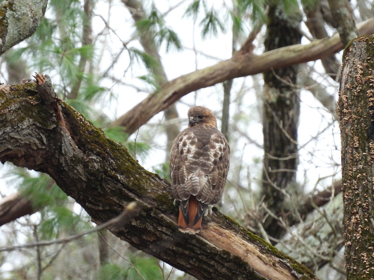 Red-tailed Hawk - ML616889899