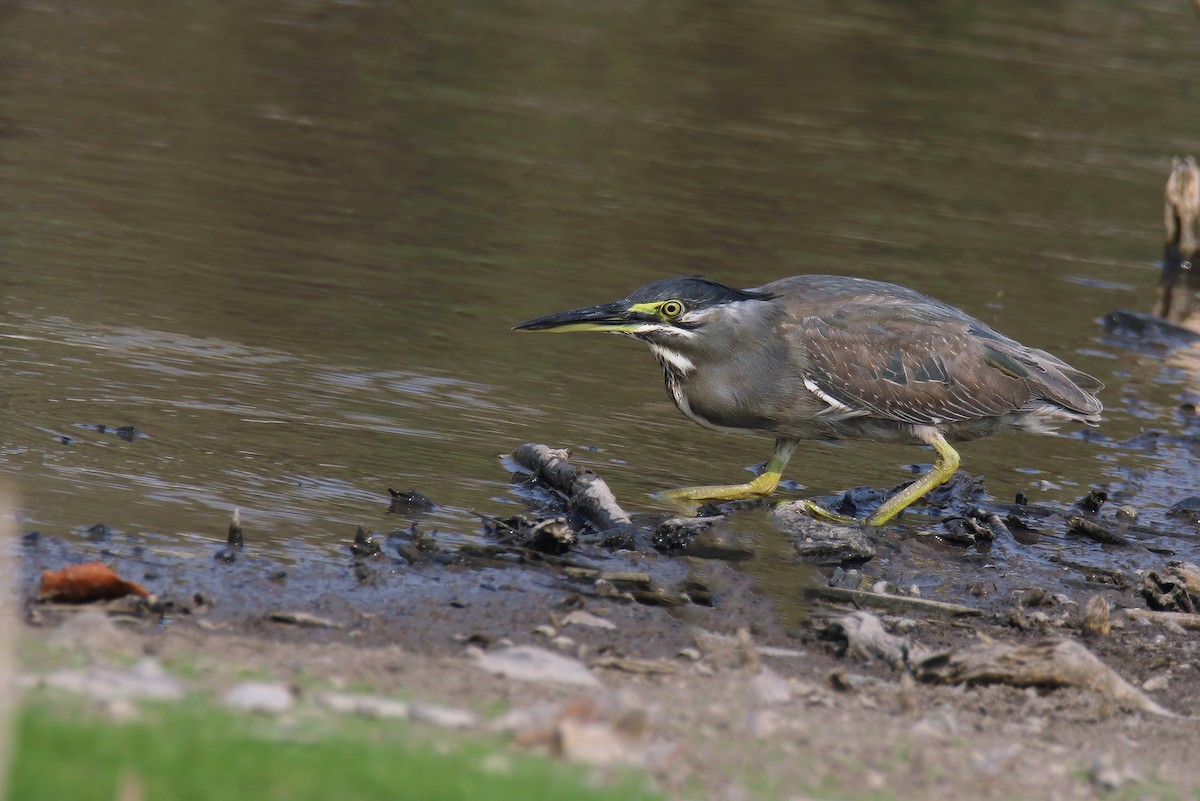 Striated Heron (Old World) - Jens Toettrup